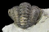 Wide Enrolled Flexicalymene Trilobite - Mt Orab, Ohio #95813-2